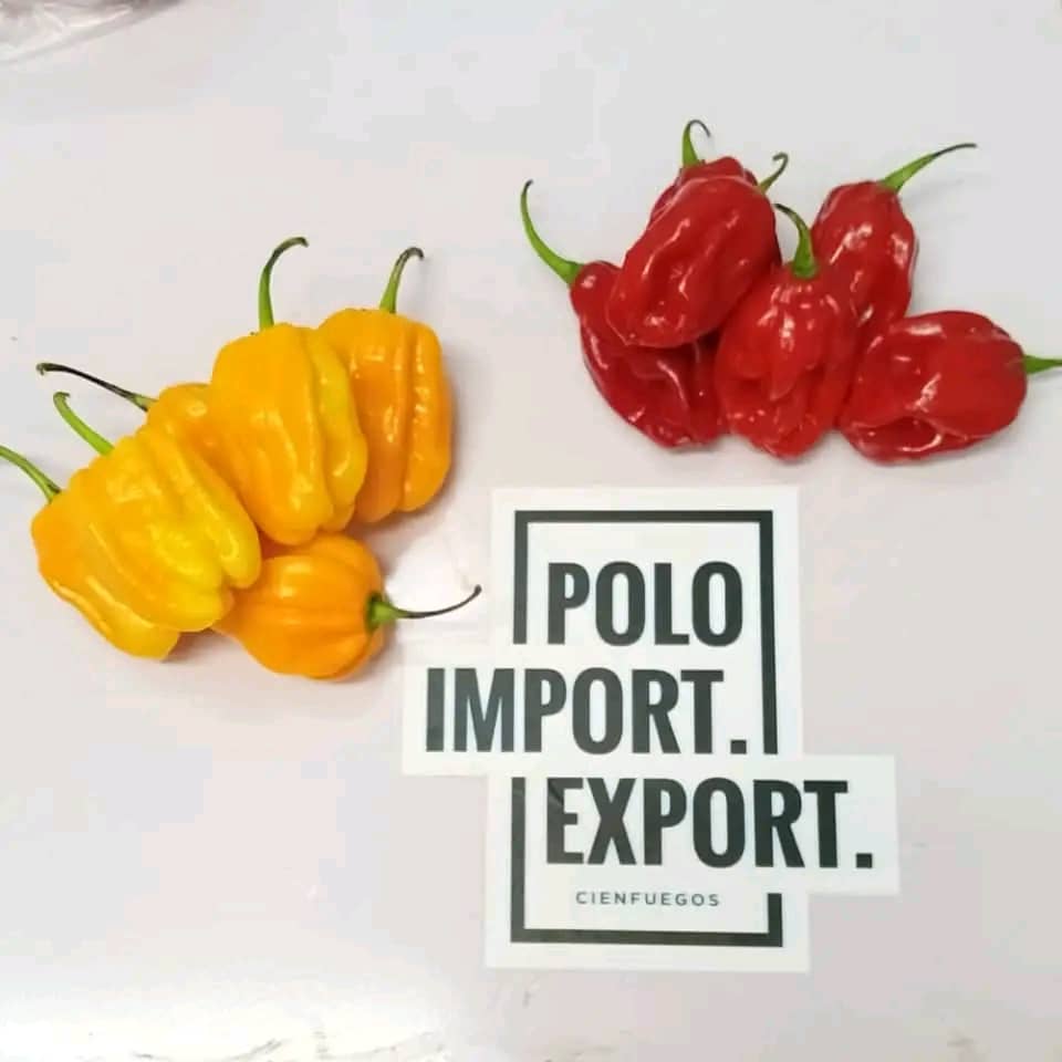 POLO IMPORT-EXPORT S.U.R.L.